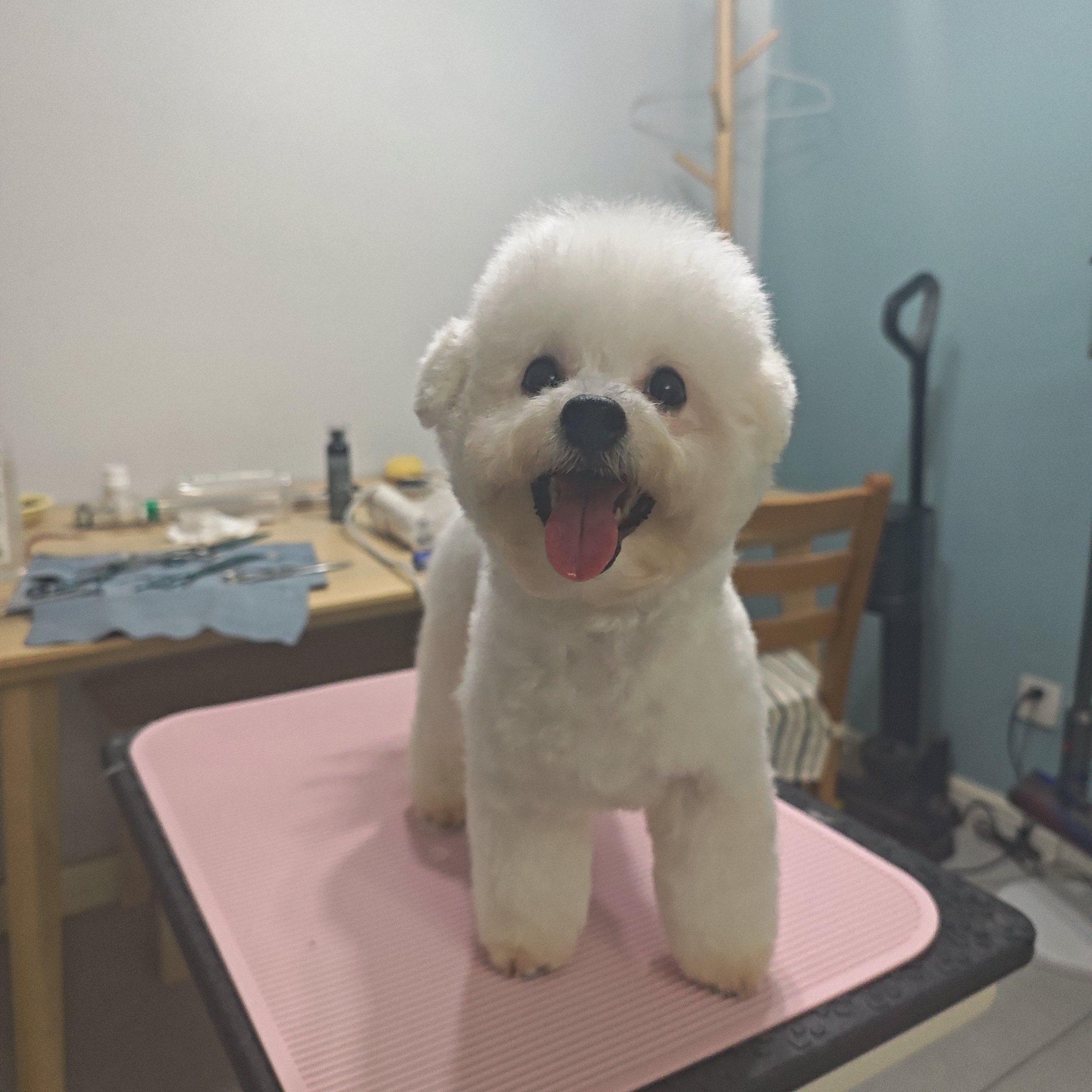 标体比熊妹妹六个月爸爸赛级血统会定点只找个人家养不议价